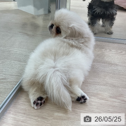 ペキニーズの写真