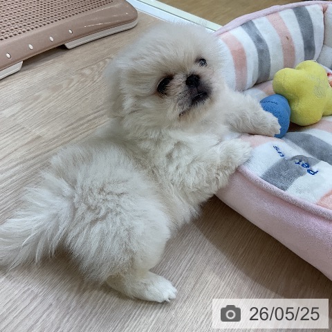 ペキニーズの写真