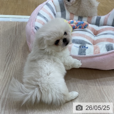 ペキニーズの写真