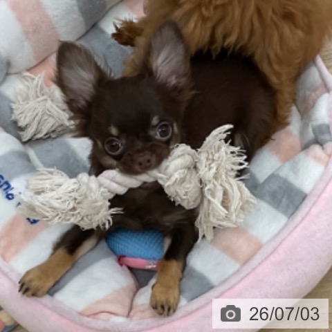 神奈川県のチワワ(ロング) (ペットプラス アミーゴ藤沢店/2026年3月22日生まれ/男の子/チョコレートタン)の子犬の4枚目の画像