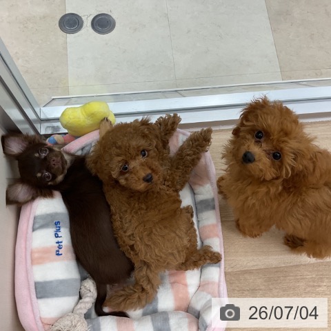 神奈川県のチワワ(ロング) (ペットプラス アミーゴ藤沢店/2026年3月22日生まれ/男の子/チョコレートタン)の子犬の3枚目の画像