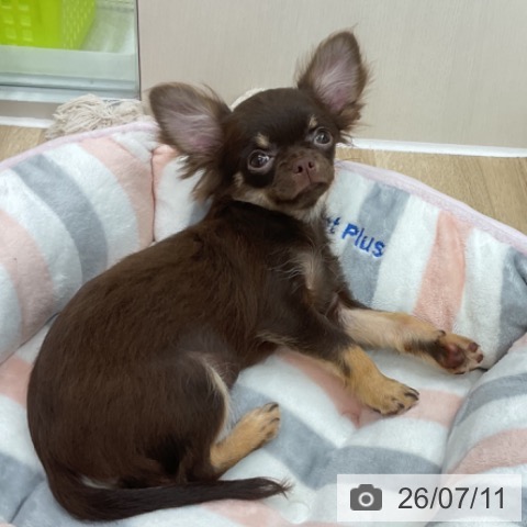 神奈川県のチワワ(ロング) (ペットプラス アミーゴ藤沢店/2026年3月22日生まれ/男の子/チョコレートタン)の子犬の4枚目の画像