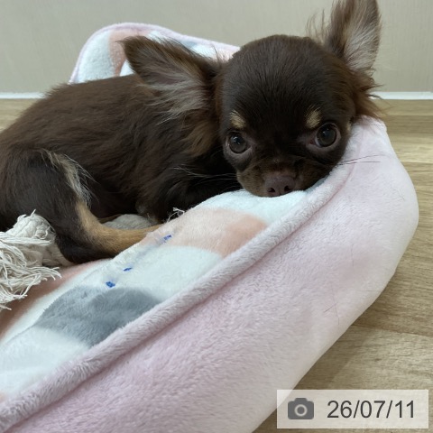 神奈川県のチワワ(ロング) (ペットプラス アミーゴ藤沢店/2026年3月22日生まれ/男の子/チョコレートタン)の子犬の3枚目の画像