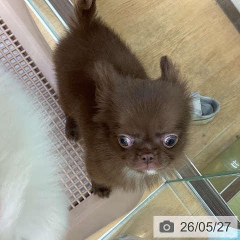 チワワの写真