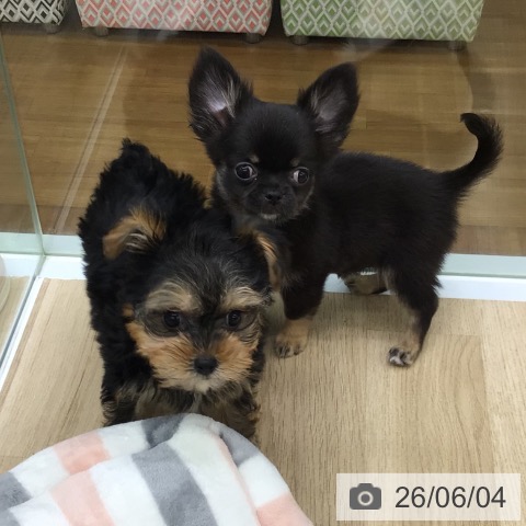 福島県のチワワ(ロング) (ペットプラス 福島店/2026年3月24日生まれ/男の子/ブラックタン)の子犬の3枚目の画像