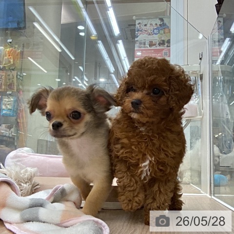 埼玉県のトイプードル(トイ) (ペットプラス 八潮店/2026年3月27日生まれ/男の子/レッド)の子犬の3枚目の画像