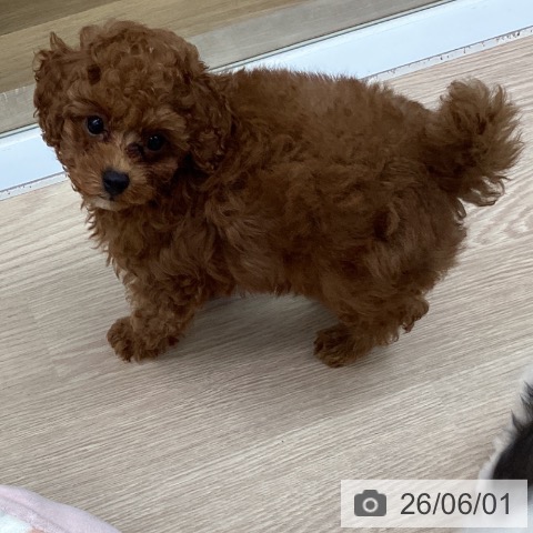 埼玉県のトイプードル(トイ) (ペットプラス 八潮店/2026年3月27日生まれ/男の子/レッド)の子犬の4枚目の画像