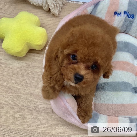 埼玉県のトイプードル(トイ) (ペットプラス 八潮店/2026年3月27日生まれ/男の子/レッド)の子犬の4枚目の画像