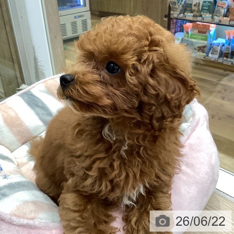 埼玉県のトイプードル(トイ) (ペットプラス 八潮店/2026年3月27日生まれ/男の子/レッド)の子犬の4枚目の画像