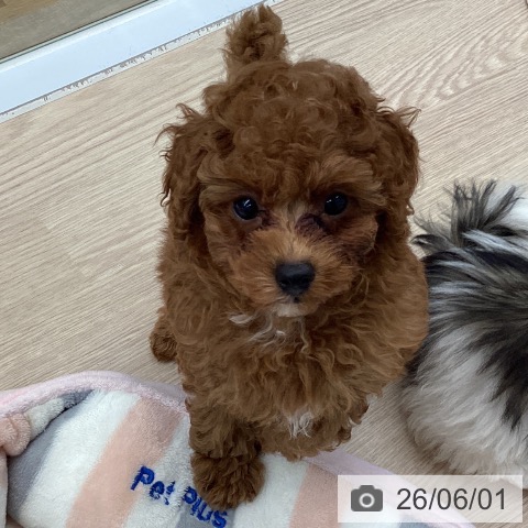埼玉県のトイプードル(トイ) (ペットプラス 八潮店/2026年3月27日生まれ/男の子/レッド)の子犬の3枚目の画像
