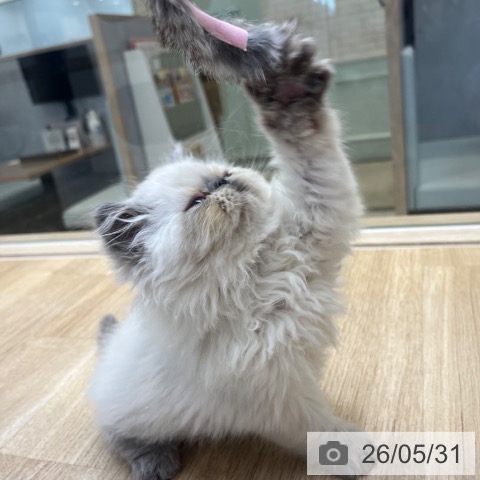 福岡県のヒマラヤン (ペットプラス ららぽーと福岡店/2026年3月27日生まれ/男の子/ブルーポイント)の子猫の4枚目の画像