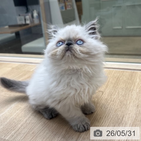 福岡県のヒマラヤン (ペットプラス ららぽーと福岡店/2026年3月27日生まれ/男の子/ブルーポイント)の子猫の3枚目の画像