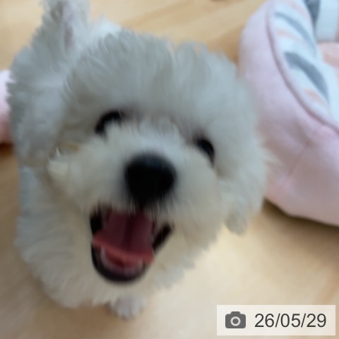 埼玉県のビションフリーゼ (ペッツワン 吉川美南店/2026年3月26日生まれ/男の子/ホワイト)の子犬の3枚目の画像