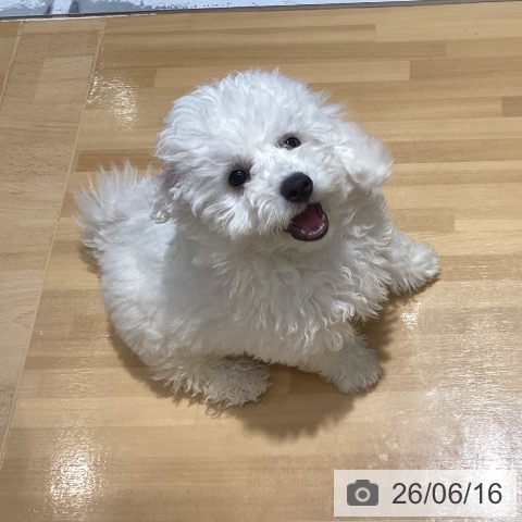 埼玉県のビションフリーゼ (ペットプラス 与野店/2026年3月26日生まれ/女の子/ホワイト)の子犬の4枚目の画像