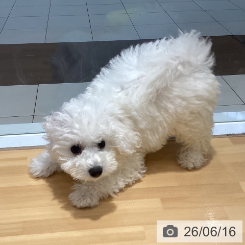埼玉県のビションフリーゼ (ペットプラス 与野店/2026年3月26日生まれ/女の子/ホワイト)の子犬の3枚目の画像