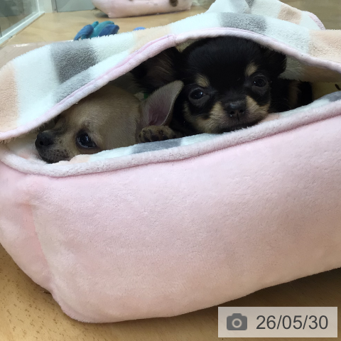 埼玉県のチワワ(ロング) (ペットプラス 浦和美園店/2026年3月16日生まれ/男の子/フォーン)の子犬の4枚目の画像