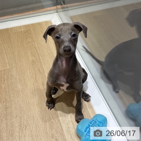 埼玉県のイタリアングレーハウンド (ペットプラス ららぽーと富士見店/2026年3月26日生まれ/男の子/ブルー)の子犬の4枚目の画像