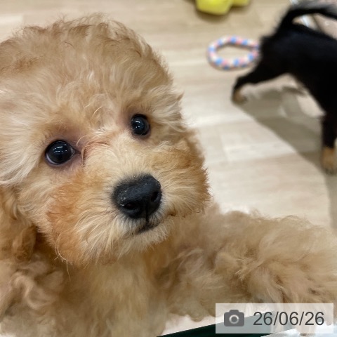 東京都のトイプードル(トイ) (ペットプラス MARK IS 葛飾かなまち店/2026年3月27日生まれ/男の子/アプリコット)の子犬の4枚目の画像