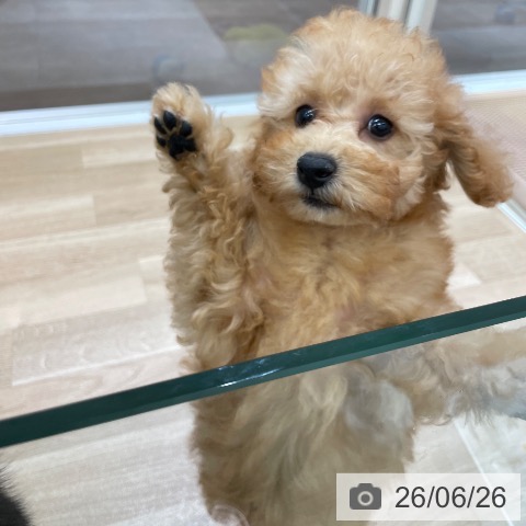 東京都のトイプードル(トイ) (ペットプラス MARK IS 葛飾かなまち店/2026年3月27日生まれ/男の子/アプリコット)の子犬の3枚目の画像
