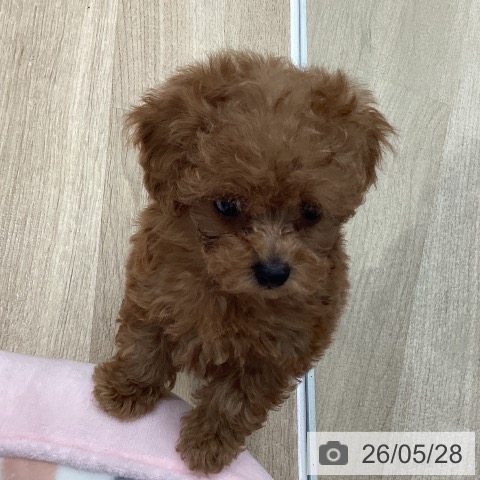 茨城県のトイプードル(トイ) (ペットプラス つくば店/2026年3月27日生まれ/男の子/レッド)の子犬の3枚目の画像