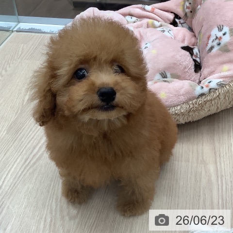 埼玉県のトイプードル(トイ) (ペットプラス 川口店/2026年3月27日生まれ/男の子/レッド)の子犬の4枚目の画像