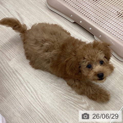 埼玉県のトイプードル(トイ) (ペットプラス 川口店/2026年3月27日生まれ/男の子/レッド)の子犬の4枚目の画像