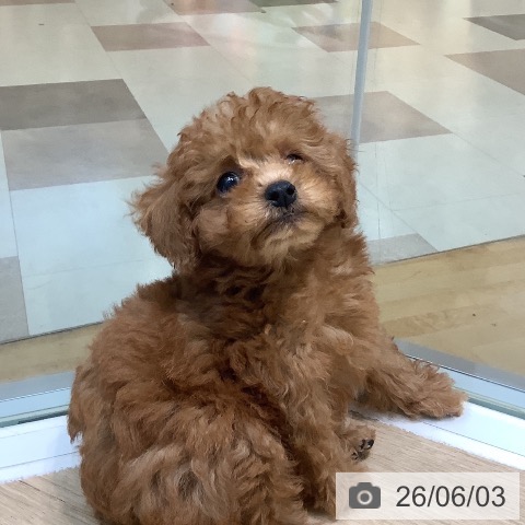 埼玉県のトイプードル(トイ) (ペットプラス ららぽーと新三郷店/2026年3月27日生まれ/男の子/レッド)の子犬の3枚目の画像
