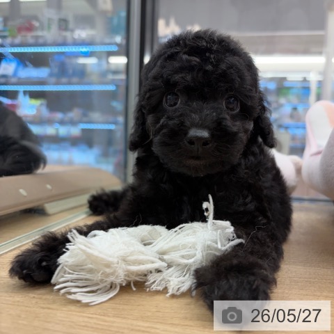 神奈川県のトイプードル(トイ) (ペットプラス 武蔵小杉店/2026年3月25日生まれ/男の子/ブラック)の子犬の3枚目の画像