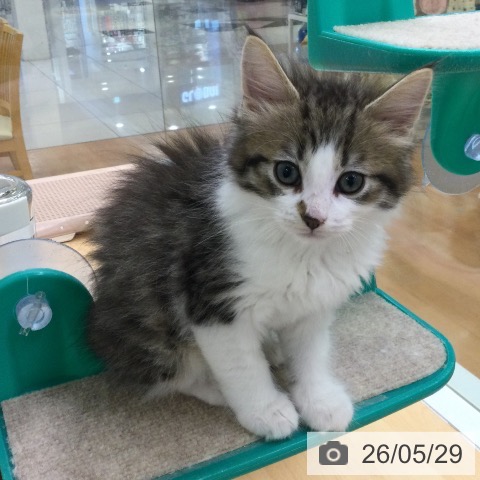 ノルウェージャンフォレストキャットの写真