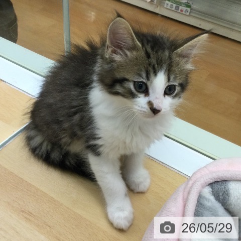 ノルウェージャンフォレストキャットの写真