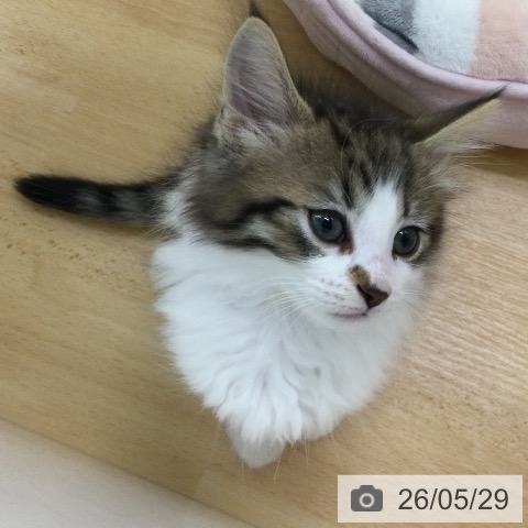 ノルウェージャンフォレストキャットの写真