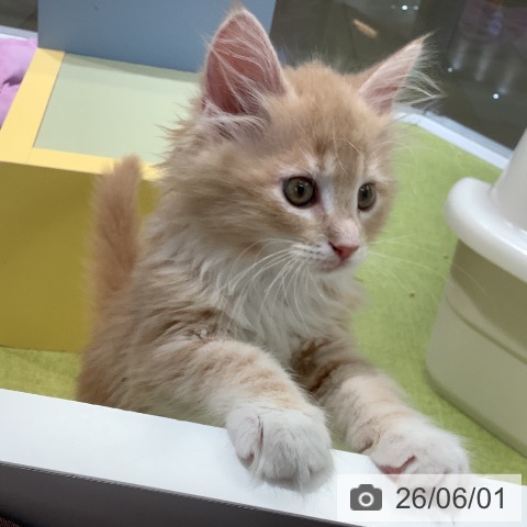 熊本県のメインクーン (ペットプラス 熊本店/2026年3月27日生まれ/女の子/クリームタビーホワイト)の子猫の4枚目の画像