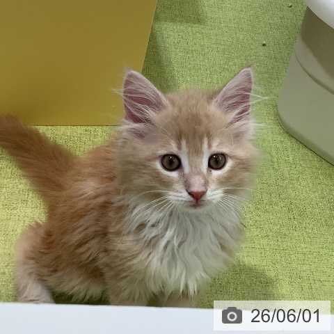 熊本県のメインクーン (ペットプラス 熊本店/2026年3月27日生まれ/女の子/クリームタビーホワイト)の子猫の3枚目の画像
