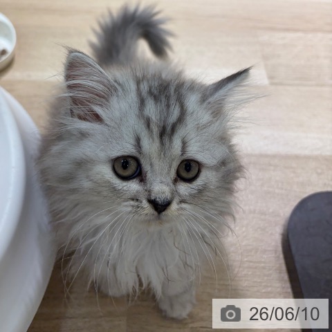 宮崎県のペルシャ (ペットプラス 宮崎店/2026年3月19日生まれ/女の子/チンチラシルバー)の子猫の4枚目の画像