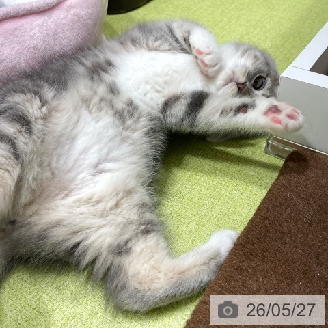 福岡県のスコティッシュフォールド (ペットプラス MARK IS 福岡ももち店/2026年3月27日生まれ/女の子/ブルータビーホワイト)の子猫の3枚目の画像