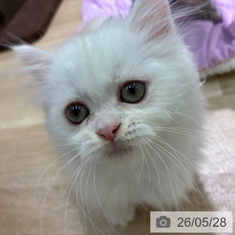 ミヌエットの写真