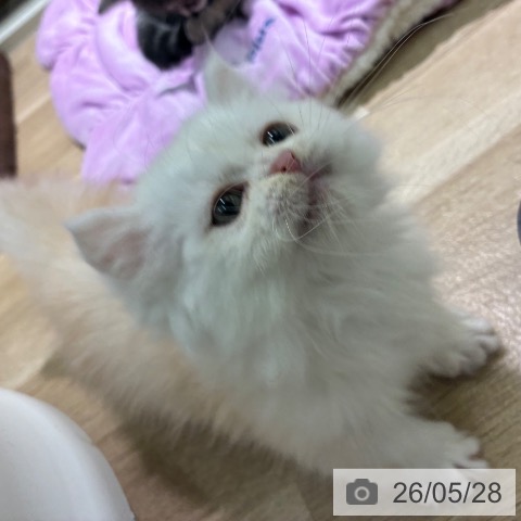 ミヌエットの写真