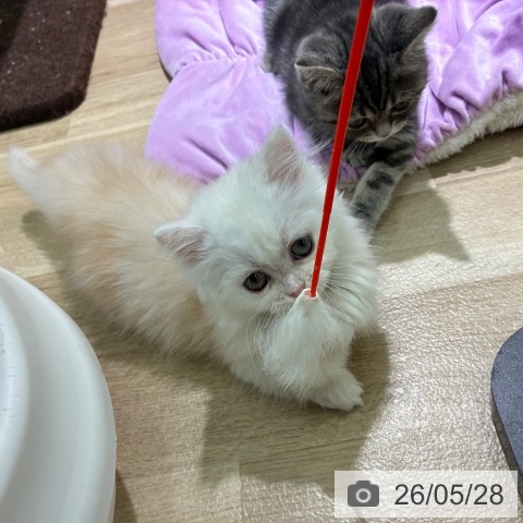 ミヌエットの写真