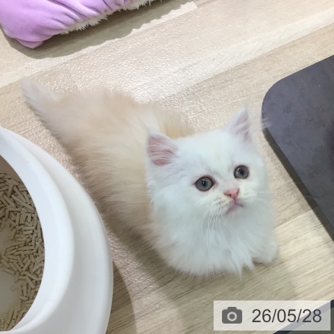 ミヌエットの写真