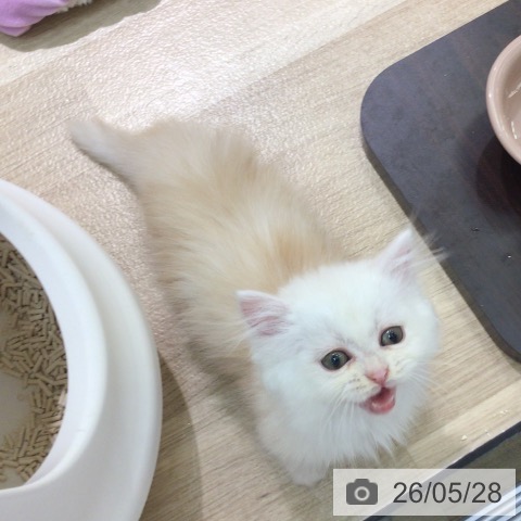 ミヌエットの写真