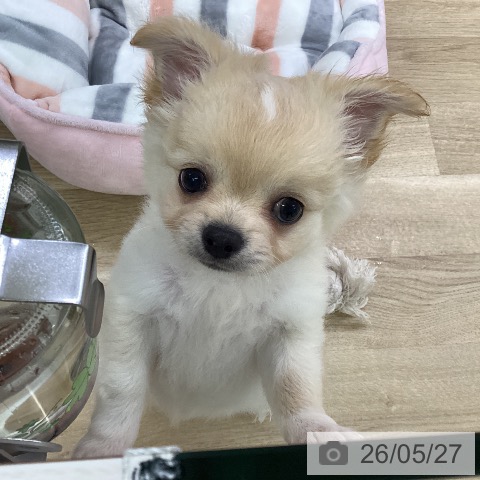 チワワの写真