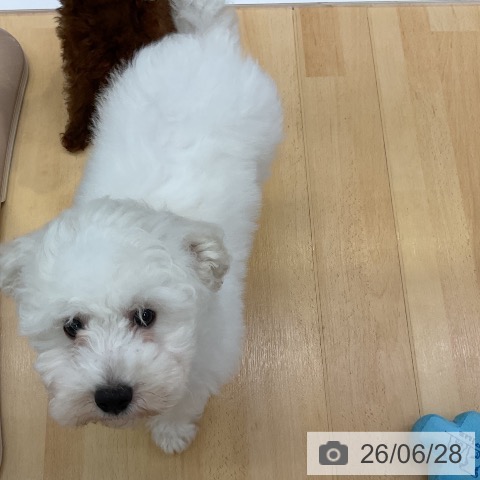 三重県のビションフリーゼ (ペットプラス 津南店/2026年3月28日生まれ/男の子/ホワイト)の子犬の4枚目の画像