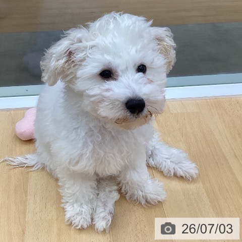 三重県のビションフリーゼ (ペットプラス 津南店/2026年3月28日生まれ/男の子/ホワイト)の子犬の4枚目の画像