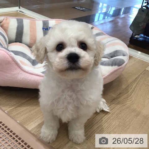 三重県のビションフリーゼ (ペットプラス 津南店/2026年3月28日生まれ/男の子/ホワイト)の子犬の4枚目の画像