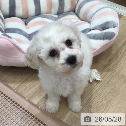 三重県のビションフリーゼ (ペットプラス 津南店/2026年3月28日生まれ/男の子/ホワイト)の子犬の3枚目の画像