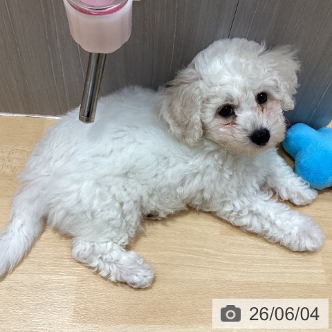 石川県のビションフリーゼ (ペットプラス 新小松店/2026年3月28日生まれ/女の子/ホワイト)の子犬の4枚目の画像