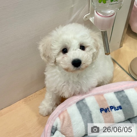 愛知県のビションフリーゼ (ペットプラス 名古屋茶屋店/2026年3月28日生まれ/女の子/ホワイト)の子犬の4枚目の画像
