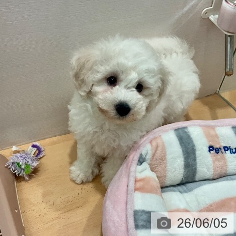 愛知県のビションフリーゼ (ペットプラス 名古屋茶屋店/2026年3月28日生まれ/女の子/ホワイト)の子犬の3枚目の画像