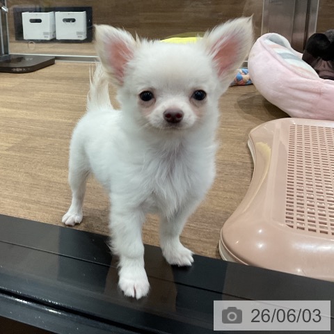愛知県のチワワ(ロング) (ペッツワン 東海店/2026年3月28日生まれ/男の子/クリーム)の子犬の4枚目の画像