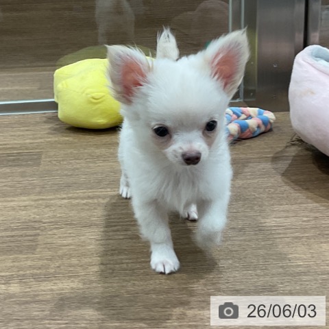 愛知県のチワワ(ロング) (ペッツワン 東海店/2026年3月28日生まれ/男の子/クリーム)の子犬の3枚目の画像